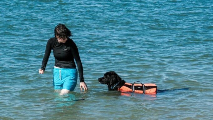 โมฆาการ์เตรียมเปิดชายหาดสำหรับสุนัขแห่งแรก!