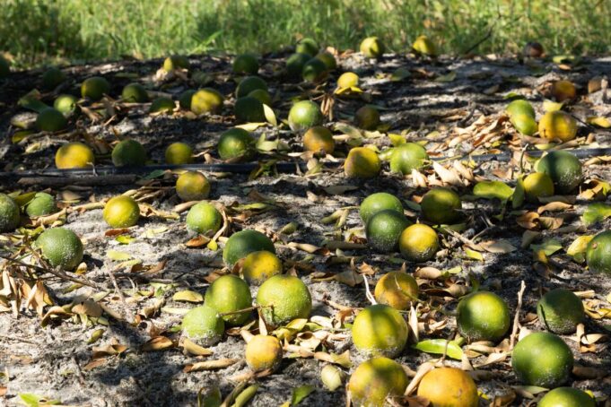 ผลผลิตส้มฟลอริดาต่ำสุดในรอบเกือบ 100 ปี