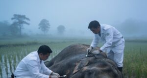 ช้างป่าภูหลวงตายในนาข้าว สาเหตุถูกไฟฟ้าช็อต เจ้าหน้าที่เร่งตรวจสอบ